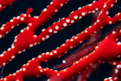 Hamodactylus noumeae