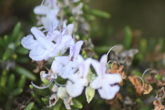 Salvia rosmarinus