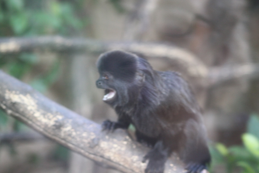 Goeldi's Marmoset (Callimico goeldii) · iNaturalist