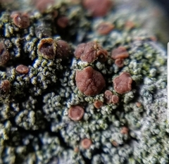 Bacidia rubella