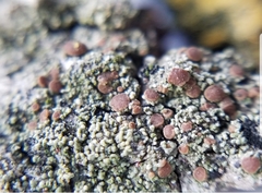 Bacidia rubella