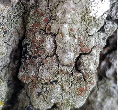 Bacidia rubella