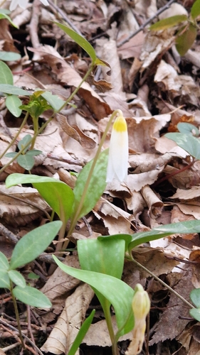 Image of Erythronium caucasicum by (c) Алена Ручка, some rights reserved (CC BY)