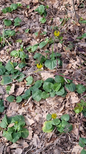 Image of Doronicum caucasicum by (c) Алена Ручка, some rights reserved (CC BY)