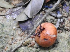 Garcinia oblongifolia