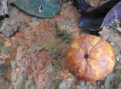 Garcinia oblongifolia