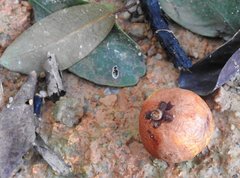 Garcinia oblongifolia