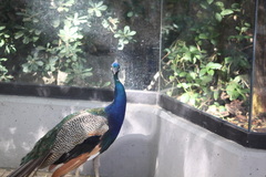 Pavo cristatus