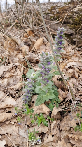Image of Ajuga orientalis by (c) Алена Ручка, some rights reserved (CC BY)