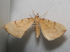 Gandaritis pyraliata