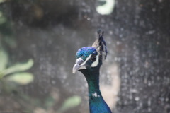 Pavo cristatus