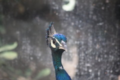 Pavo cristatus