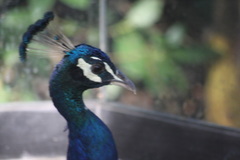 Pavo cristatus