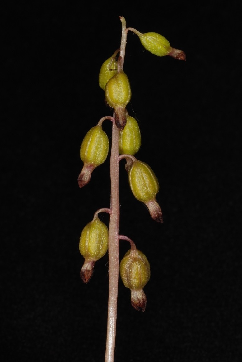 Corallorhiza odontorhiza