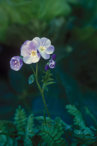 Northern Jacob's-ladder (Polemonium pulchellum)