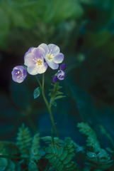 Polemonium pulchellum