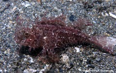 Pteroidichthys amboinensis