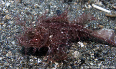 Pteroidichthys amboinensis