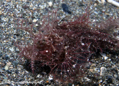 Pteroidichthys amboinensis