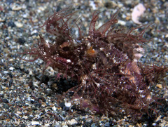 Pteroidichthys amboinensis