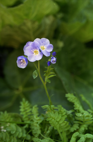 Polemonium pulchellum, photograph 6