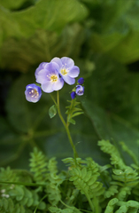 Polemonium pulchellum, photograph Oleg Kosterin, CC BY, iNaturalist via GBIF
