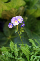 Oleg Kosterin, CC BY, iNaturalist via GBIF Polemonium pulchellum, photograph Oleg Kosterin, CC BY, iNaturalist via GBIF