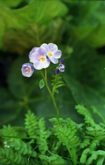 Oleg Kosterin, CC BY, iNaturalist via GBIF Polemonium pulchellum, photograph Oleg Kosterin, CC BY, iNaturalist via GBIF
