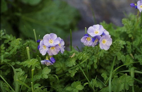Polemonium pulchellum, photograph 5