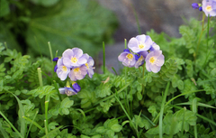 Oleg Kosterin, CC BY, iNaturalist via GBIF Polemonium pulchellum, photograph Oleg Kosterin, CC BY, iNaturalist via GBIF