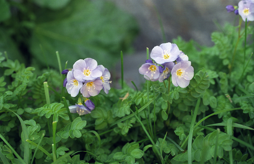 Polemonium pulchellum, photograph 2
