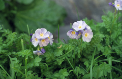 Oleg Kosterin, CC BY, iNaturalist via GBIF Polemonium pulchellum, photograph Oleg Kosterin, CC BY, iNaturalist via GBIF