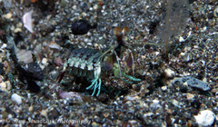 Odontodactylus latirostris