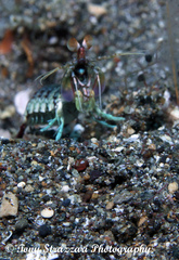 Odontodactylus latirostris