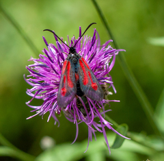Zygaena osterodensis