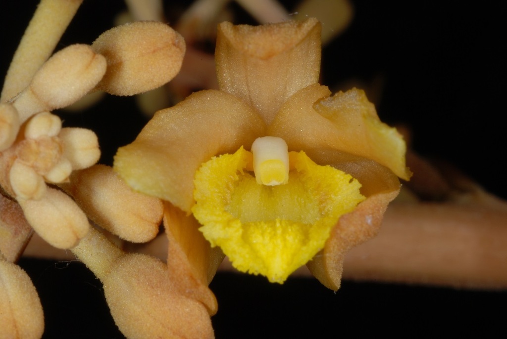 Cyrtosia septentrionalis