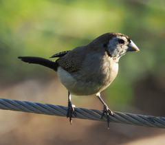 Stizoptera bichenovii