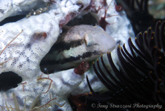 Petroscirtes breviceps