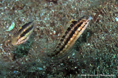 Petroscirtes breviceps