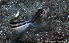 Petroscirtes breviceps
