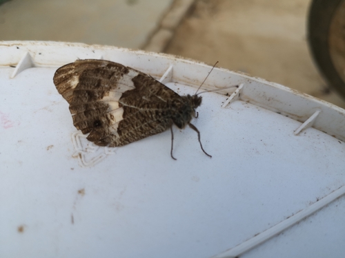 Hipparchia autonoe