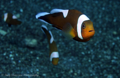 Amphiprion polymnus