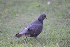 Columba livia domestica
