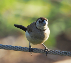 Stizoptera bichenovii