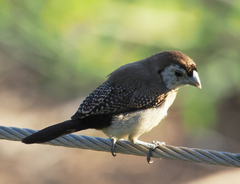 Stizoptera bichenovii