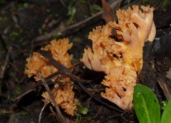 Ramaria botrytoides