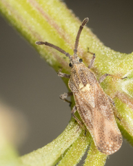 Teleonemia scrupulosa