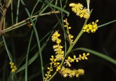 Acacia mucronata longifolia