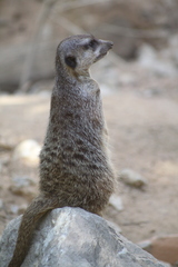 Suricata suricatta