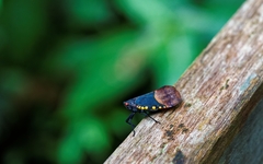Scamandra polychroma